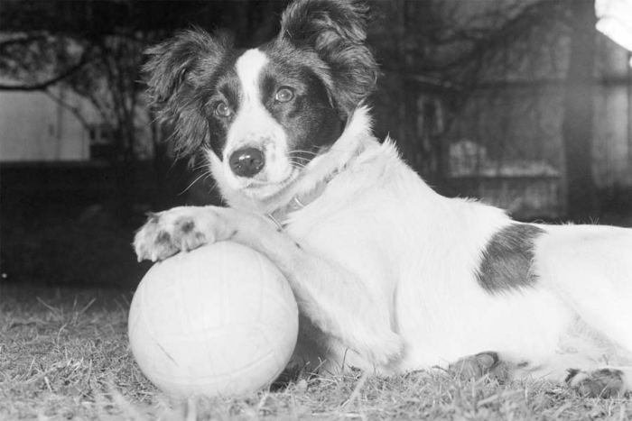 “Pickles”: la historia del perro que encontró la Copa del Mundo robada en 1966