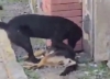 ¡Intenta no llorar! Perrito es captado intentando levantar a otro que fue envenenado
