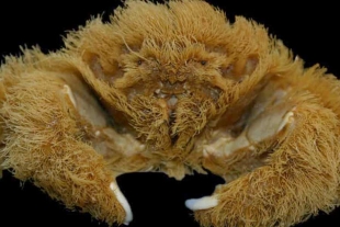 ¡De pelos! Descubren en Australia una nueva especie de cangrejo peludo