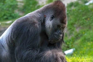 Asesinan a Rafiki, el gorila más famoso de Uganda