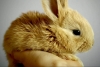 Bunny, el conejo que nació sin orejas
