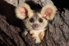 Australia añade un gran marsupial volador a su lista de especies en peligro