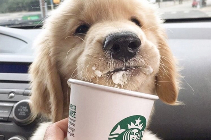 “Puppucino”: el café para perros creado por Starbucks