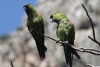Cotorra Serrana Oriental: ¿por qué se les apoda “las creadoras de bosques”?
