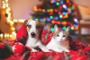 ¿Es Navidad la época más peligrosa para las mascotas?