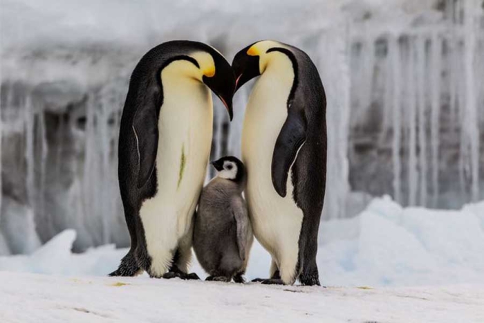 ¡Terrible! Nuevo estudio alerta sobre la posible extinción del pingüino emperador