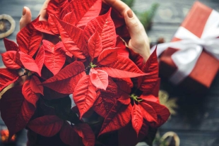 Nochebuena: La flor que México le regaló a la Navidad