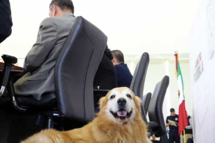 Antes de finalizar la conferencia, la autoridad poblana no dejó pasar la oportunidad para comentar que “Tomy”, de raza Golden Retriever