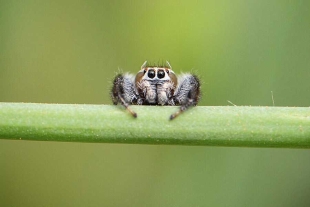 ¿Las arañas saltarinas pueden soñar? Científicos lo confirman