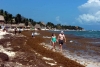 Sargazo afecta playas de QR
