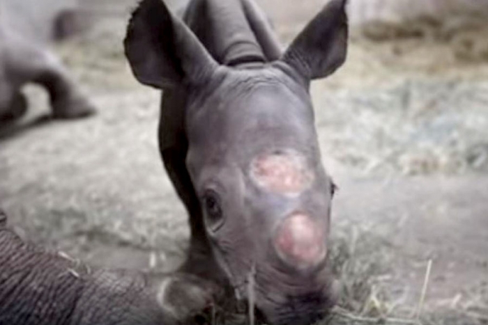 Nace un extraño ejemplar de rinoceronte negro en E.U.