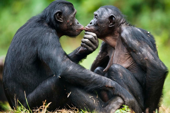 Así como nosotros, los primates utilizan saludos y despedidas en sus interacciones
