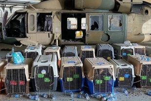 “Operación Hércules”: la misión para evacuar a los perros del ejército americano de Afganistán
