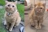 Increíble transformación de un gatito callejero, tras un año de haber sido adoptado