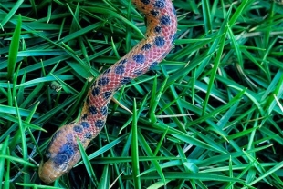 ¡Una más! Descubren en Ecuador una nueva especie de boa enana