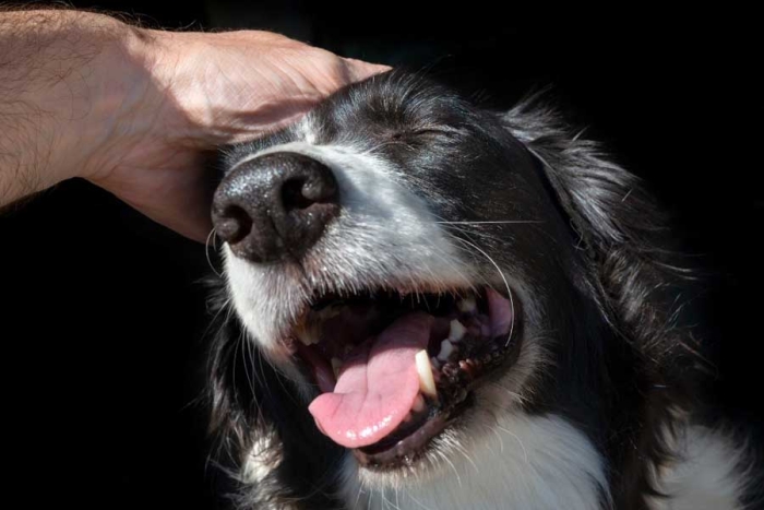 Perros podrían ser útiles en el campo de la psiquiatría: estudio