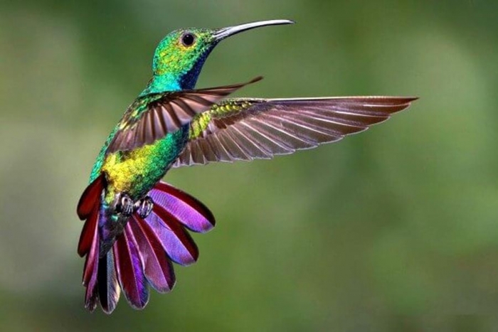 Estudio revela que los colibríes hembras se “disfrazan” de machos para evitar agresiones