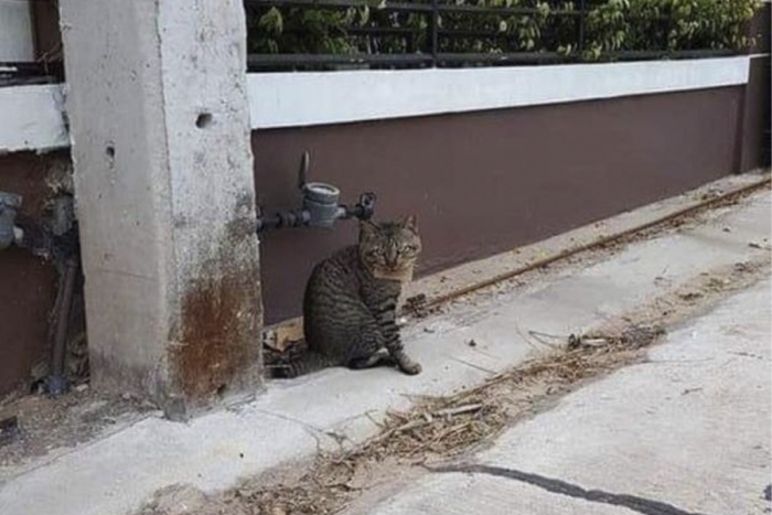 Gato vuelve a casa después de tres días con adeudo en una pescadería