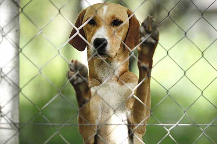 ¡Con los lomitos, no! Analizan en el Senado iniciativa para que las mascotas no puedan ser embargadas