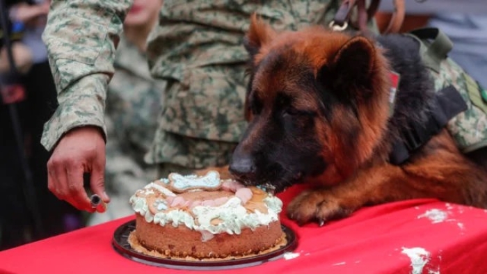 ¡Felicidades! “Arkadas”, el perrito rescatista proveniente de Turquía, festeja su primer cumpleaños