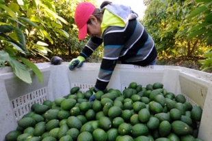 Solo seis municipios mexiquenses son aptos para el cultivo de aguacate