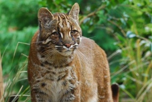 Conoce al felino con seis tipos diferentes de pelaje