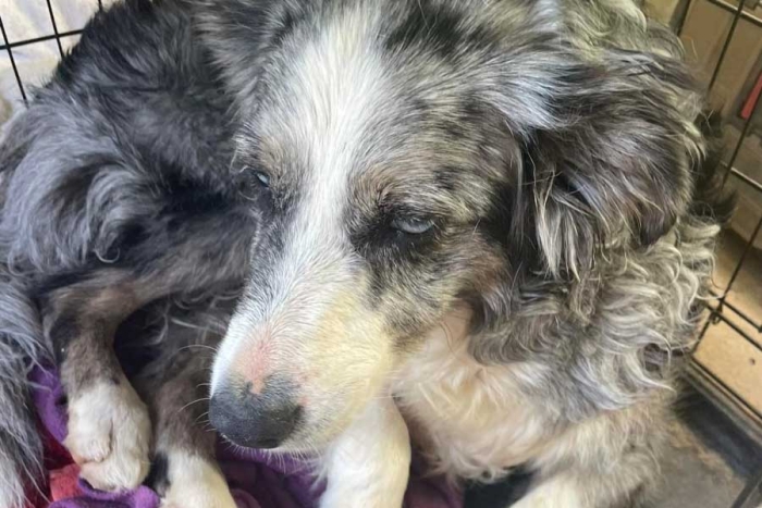 ¡Final feliz! Perrita sobrevive dos días en el mar tras caer de un barco