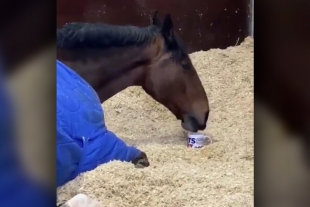 ¿No puedes comenzar el día sin cafeína? este caballo tampoco...