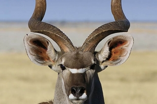 Antílopes africanos poseen cuernos increíblemente simétricos