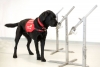 Perros entrenados para detectar posibles casos de coronavirus en personas