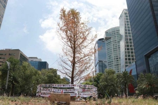 ¿El ahuehuete de Reforma se está secando? Las autoridades responden