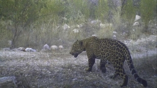 Muro fronterizo pone en peligro la migración del jaguar: Ambientalistas