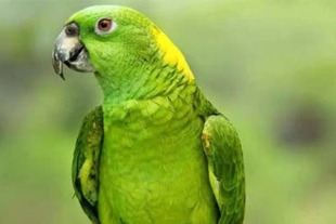 Loro nuca amarilla mexicano, en la lista roja de especies en peligro de extinción