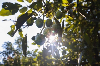 Temascaltepec alista exportación de aguacate a EE.UU. este año