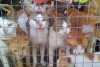 Rescatan 700 gatos que serían vendidos como comida en China