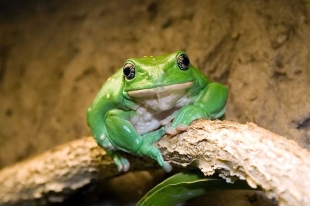 A lo largo de la historia, diferentes culturas del mundo han empleado productos naturales, plantas y animales como fuentes de medicamento