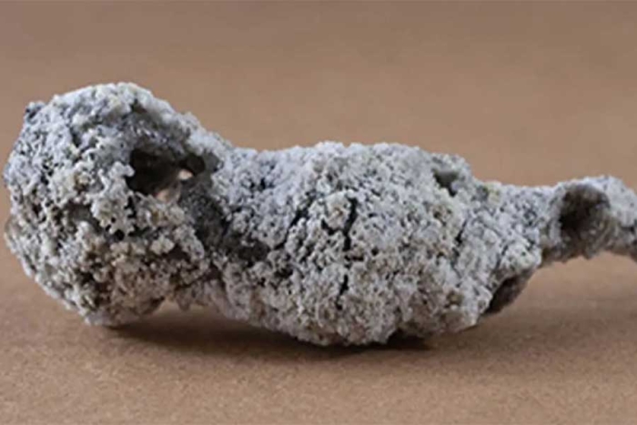 Científico descubre nuevo material de fósforo tras impacto de rayo en árbol