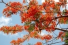 Flamboyán, el rojizo árbol de gran belleza