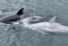 Avistan extraña orca blanca en mares de Alaska
