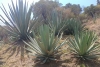 UAEMéx comparte con productores mexiquenses experiencias sobre elaboración de mezcal