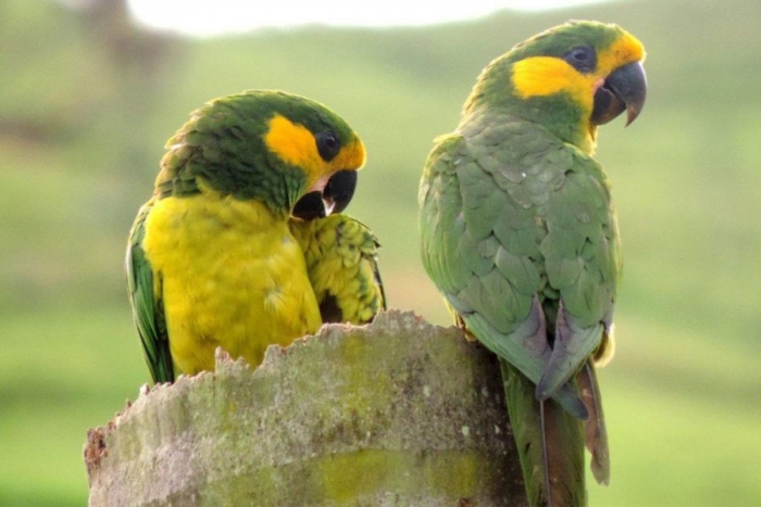 Advierten sobre posible extinción de loros