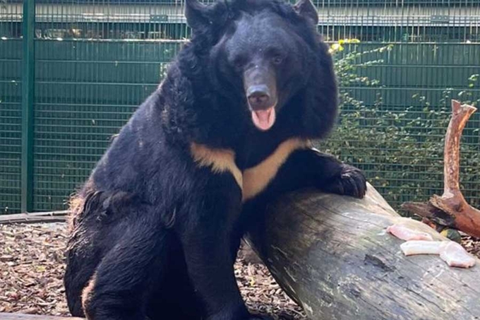 Oso ucraniano traumado por la guerra tendrá un nuevo hogar