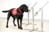 Inician pruebas para saber si los perros pueden detectar el COVID-19