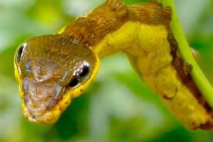 Oruga se transforma en serpiente para ahuyentar a depredadores