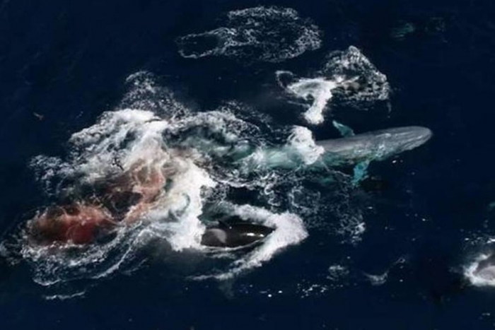 60 orcas acaban con la vida de una ballena azul