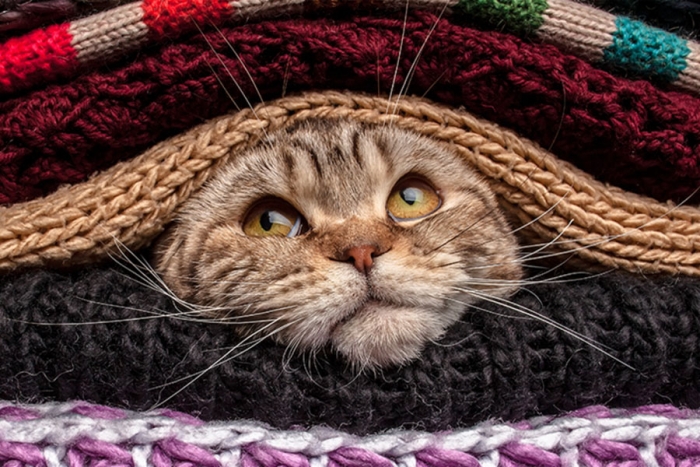 ¿Los gatos sienten frío? Mira estos consejos para cuidar a tu minino de las bajas temperaturas