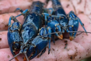 Cangrejos azules son hallados en el río Ohio, E.U.