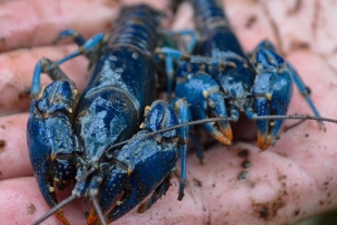 Cangrejos azules son hallados en el río Ohio, E.U.