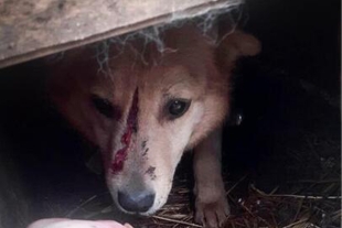 Tragedia canina; ataque aéreo provoca la muerte de perritos en un refugio ucraniano