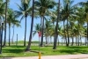 ¿Adiós palmeras? Florida planea reemplazarlas para luchar contra el cambio climático